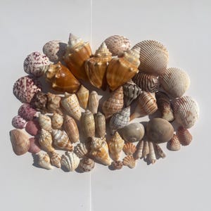 May include: A collection of various seashells in shades of brown, tan, white, and pink. The shells vary in size and shape, including conch, scallop, and spiral forms. The arrangement is on a white surface.