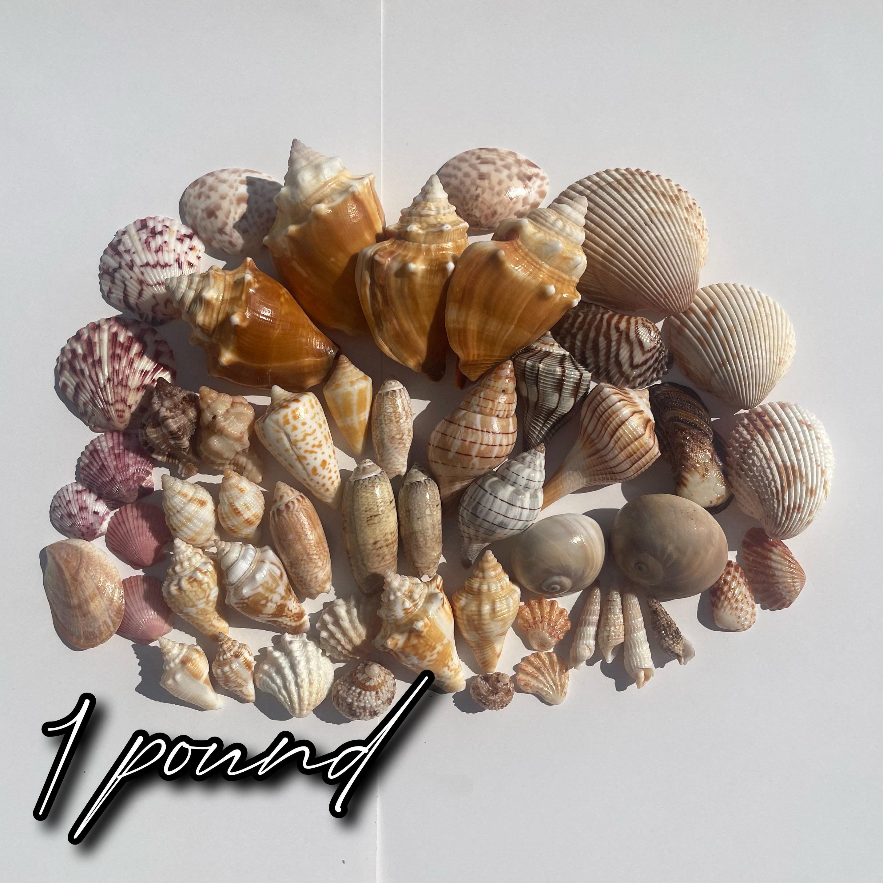 Florida Seashell Collector's Assortment | Curated SWFL Shell Mix