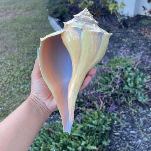 May include: A large, conch shell with a spiral shape. The shell has a pale yellow exterior with hints of lavender and peach. The interior is a soft peach color with a light blue hue near the opening. The shell is a natural decorative item.