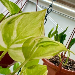 May include: A hanging plant with heart-shaped leaves featuring variegated patterns of bright lime green and creamy white. The plant is potted in a brown plastic container suspended by a dark chain, with visible soil and stems extending from the pot.