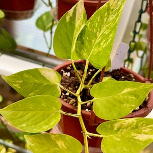 May include: A potted pothos plant with heart-shaped leaves featuring variegated patterns of bright lime green and creamy yellow. The plant is housed in a brown plastic hanging pot with visible soil and a white plant marker tag tucked into the potting mix.