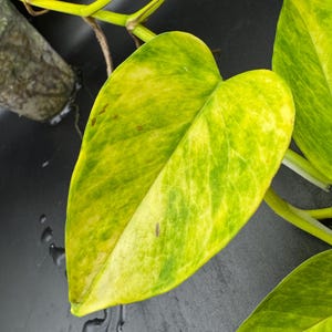 May include: A heart-shaped pothos leaf featuring a variegated pattern of bright yellow and deep green hues. The leaf is attached to a light green stem, with visible veins running throughout the surface, displaying a smooth texture and pointed tip.