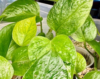 Teruno Linda Pothos – Rare Textured Japanese Starter Plant, 4+ Leaves (Live Plant)