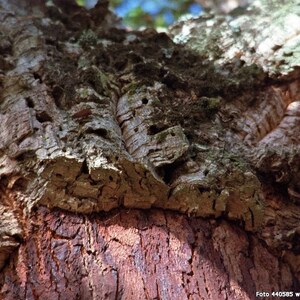 May include: Close-up of the rough, textured bark of a cork oak tree. The bark is a deep brown color with a pattern of ridges and grooves. The bark is thick and appears to be very old.