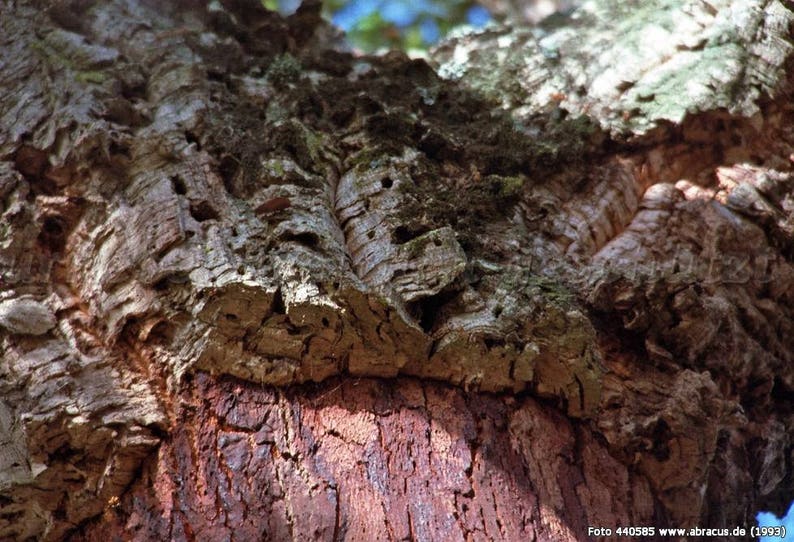 May include: Close-up of the rough, textured bark of a cork oak tree. The bark is a deep brown color with a pattern of ridges and grooves. The bark is thick and appears to be very old.