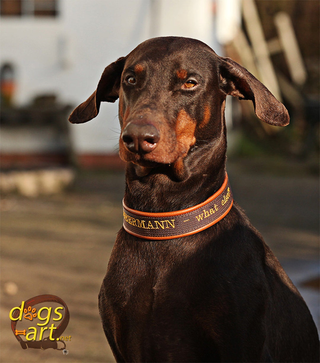 Doberman Dog Collar Leather Martingale Limited Slip Design Etsy