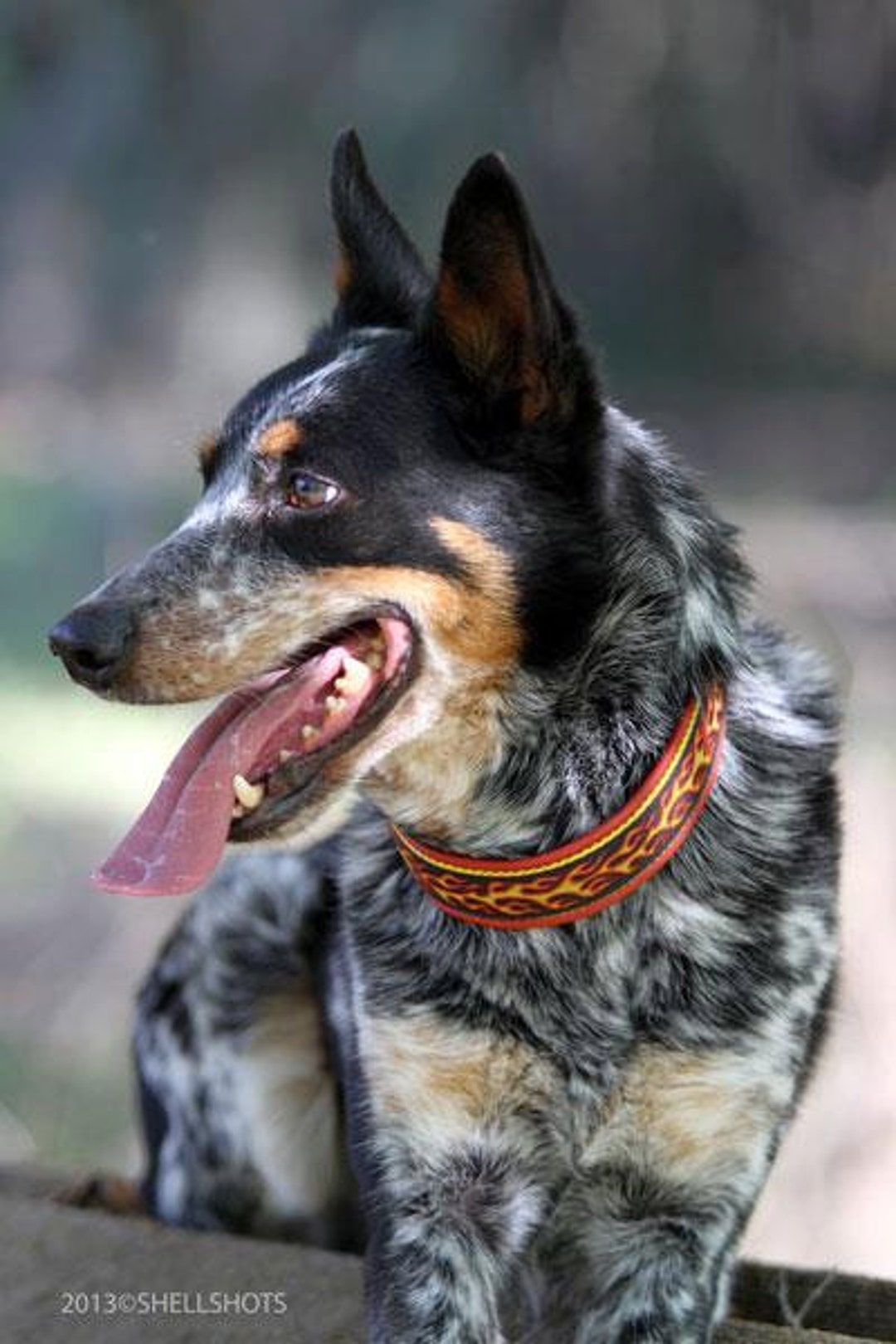 Flame Dog Collar Leather, Martingale Limited Slip, Design Flames