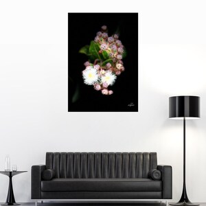 Stampa botanica senza cornice di fiori di gomma mela nana. I fiori rosa e bianchi si dispiegano su uno sfondo nero. Dimensioni A3-A2. Decorazione floreale da parete