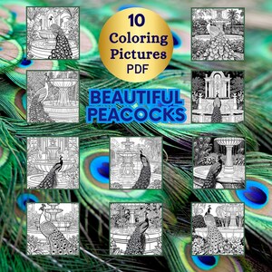 Peacock Coloring Pages: Stress Relief Adult Coloring Book (Printable PDF)