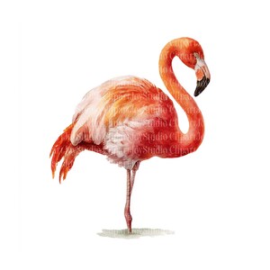 Pink Flamingo Clipart Bundle | Printable Watercolor JPG Images (digital ...