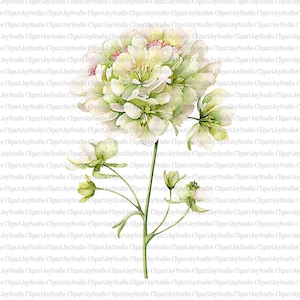 May include: Watercolor illustration of a white hydrangea flower with green leaves and stems. The flower has a full, rounded shape with delicate petals, perfect for floral arrangements or art projects.