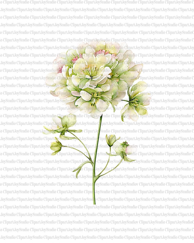 May include: Watercolor illustration of a white hydrangea flower with green leaves and stems. The flower has a full, rounded shape with delicate petals, perfect for floral arrangements or art projects.