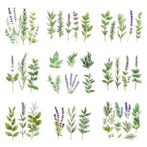 Può includere: Illustrazione ad acquerello di vari elementi botanici verdi e viola. L'immagine presenta rametti di lavanda, rosmarino e altri rami frondosi. L'opera d'arte è disposta a griglia, mostrando le diverse varietà di piante.