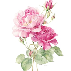 Puede incluir: Ilustración en acuarela de rosas rosas en plena floración, con varios capullos y hojas verdes. Las flores tienen múltiples capas de delicados pétalos, y las hojas tienen una textura suave de acuarela. La imagen está sobre un fondo blanco.