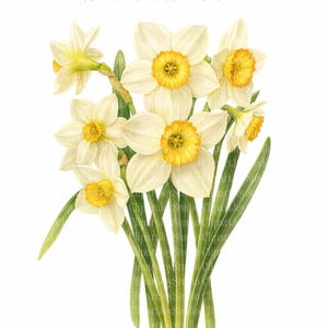 10 Daffodil Clipart Bundle, Daffodils PNG Clip art, Yellow Flowers, Printable junk journals scrapbook images, Digital Download, Paper craft