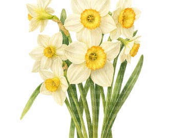 10 Daffodil Clipart Bundle, Daffodils PNG Clip art, Yellow Flowers, Printable junk journals scrapbook images, Digital Download, Paper craft