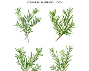 10 Rosemary Clipart Bundle, Printable Watercolor Rosemary sprig PNG clipart, Digital download, Paper craft, junk journals