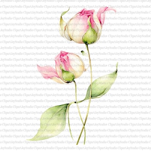 May include: Watercolor illustration of two pink and cream roses in bud, with green leaves and stems. The image has a soft, artistic style, perfect for floral designs and crafts.