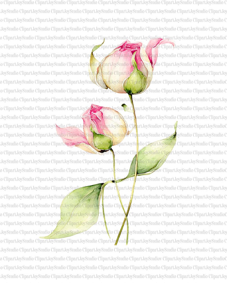 May include: Watercolor illustration of two pink and cream roses in bud, with green leaves and stems. The image has a soft, artistic style, perfect for floral designs and crafts.