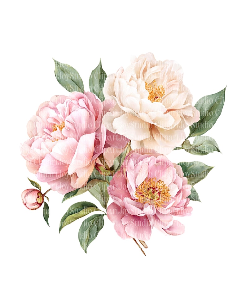 Watercolor Pink Peonies Clipart Bundle, White Peony Bouquet PNG ...