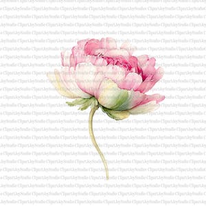 May include: A watercolor illustration of a pink peony flower with green leaves and a curved stem. The flower has multiple layers of delicate petals, with a gradient of pink and white hues.