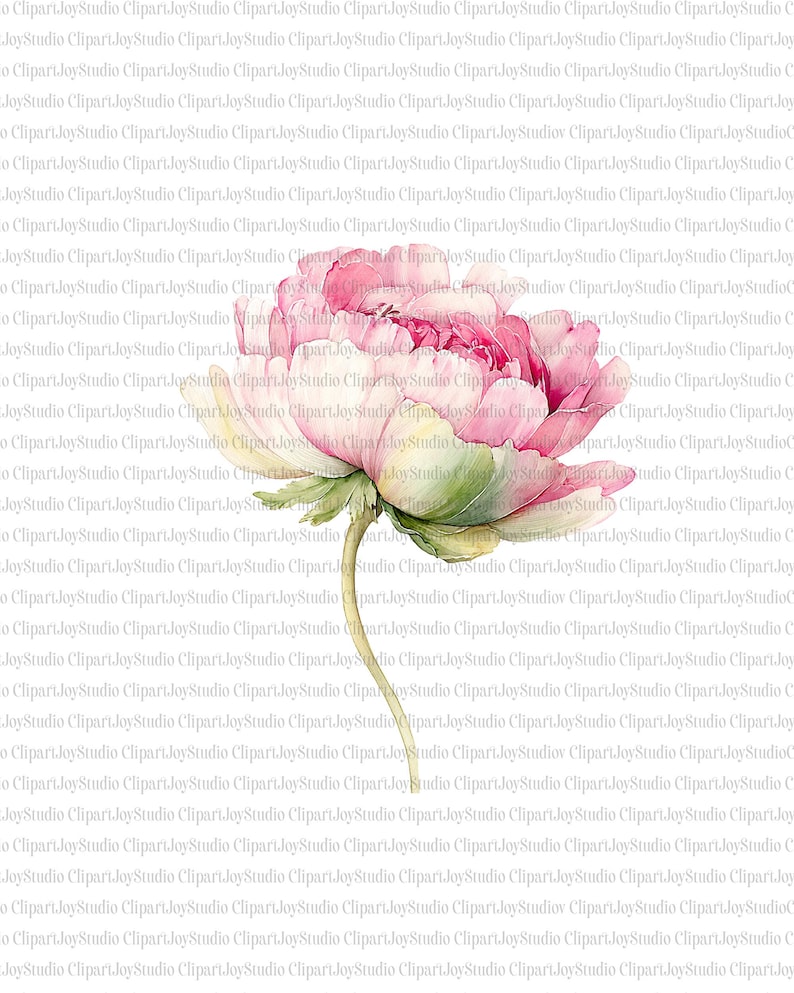 May include: A watercolor illustration of a pink peony flower with green leaves and a curved stem. The flower has multiple layers of delicate petals, with a gradient of pink and white hues.