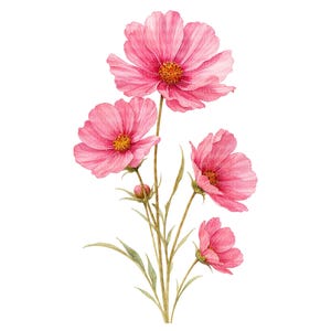 Peut inclure: Illustration à l'aquarelle de fleurs de cosmos roses avec des centres jaunes et des tiges et feuilles vertes. Les fleurs sont à différents stades de floraison, certaines étant complètement ouvertes et d'autres en boutons. Le fond est blanc.