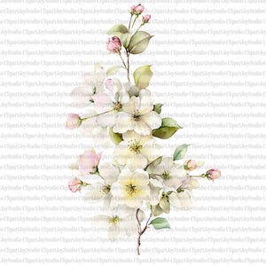 May include: Watercolor illustration of white flowers with pink buds and green leaves. The floral arrangement is a digital art piece, perfect for various design projects, such as invitations or website graphics.