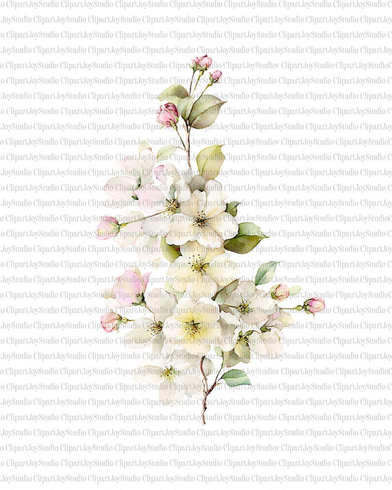 May include: Watercolor illustration of white flowers with pink buds and green leaves. The floral arrangement is a digital art piece, perfect for various design projects, such as invitations or website graphics.