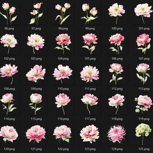 May include: A collection of watercolor illustrations of various pink and white peony flowers and buds, with green stems and leaves, set against a black background. Each flower has a unique shape and petal arrangement.