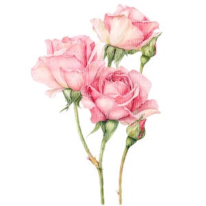 Pink Roses Clipart Bundle, Pastel Flower PNG Clip Art, …