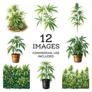 May include: A collection of 12 watercolor illustrations of cannabis plants in various stages of growth. Some plants are potted, others are isolated, and some are in a field. The text "12 IMAGES COMMERCIAL USE INCLUDED" is also present.