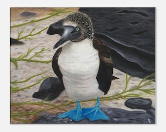 オリジナル水彩画 3 愛らしいアオアシカツオドリ ガラパゴス諸島 
