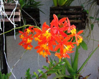 Epidendrum radicans Fire-star-orchid II