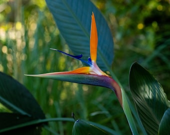 Imagen digital de la flor del paraíso Strelitzia reginae en formato 16x20 en resolución UHD de John Roth