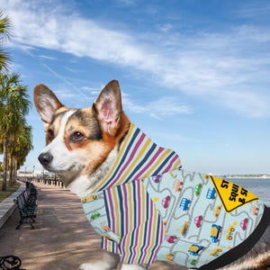 May include: A tri-color Corgi dog wearing a blue, yellow, and purple striped hoodie with a light blue jacket featuring a road and car pattern. The jacket has a yellow sign that reads "ST SQUI & ST".