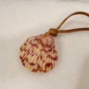 Puede incluir: Un collar con colgante de concha. El colgante es una concha de color crema con marcas burdeos. Está unido a un cordón de cuero marrón, anudado en la parte superior. La concha tiene una textura acanalada.