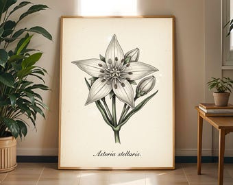 Vintage Astoria Stellaris Botanical Print: Scientific Illustration Art