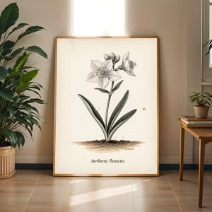 Puede incluir: Ilustración botánica de una flor blanca con hojas verdes, enmarcada en un marco de madera clara. El texto "Aethera florum" está en la parte inferior. El fondo es de color crema.
