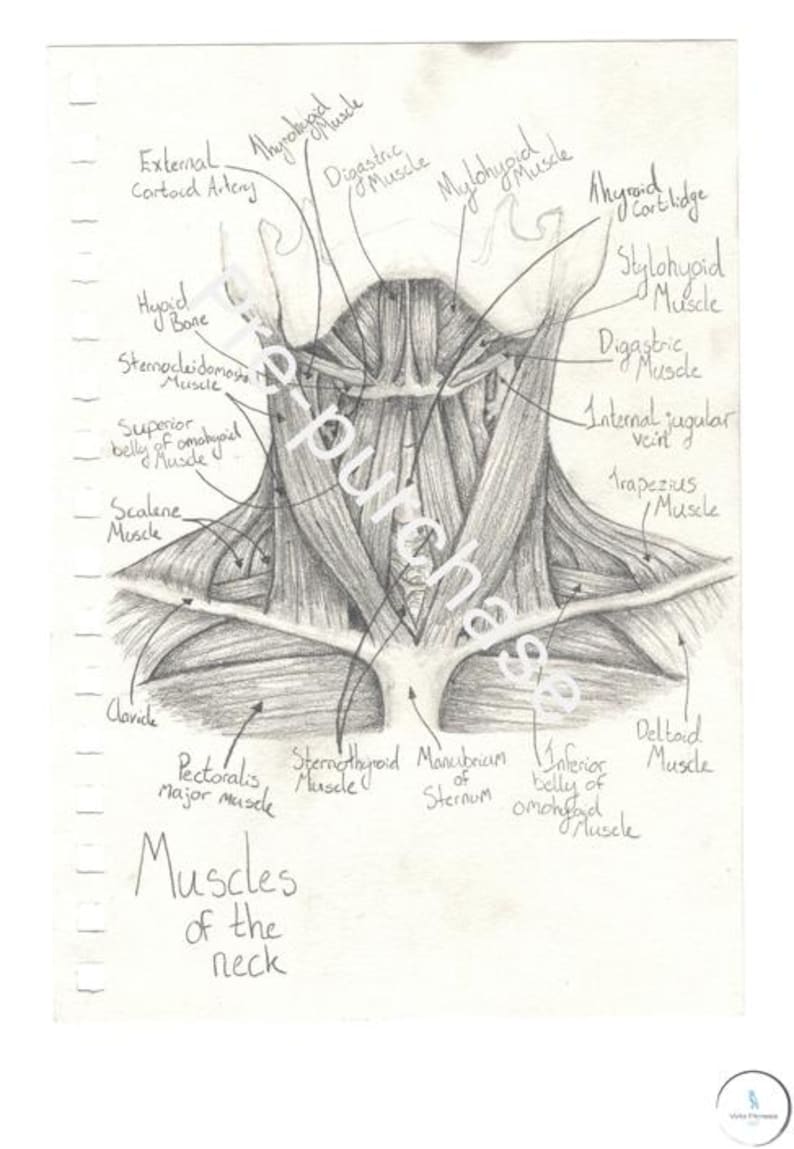 Neck Study Muscles of the Neck - Anatomy Print - Etsy
