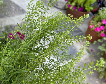 Cress Green Dragon Seed, 25 seeds , Emerald Cress Seeds, dragon cress seed
