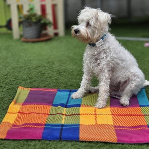 May include: A small, white dog sits on a colourful plaid blanket. The blanket has a pattern of squares in shades of yellow, orange, purple, blue, and green. The dog wears a blue collar and is on a green lawn.