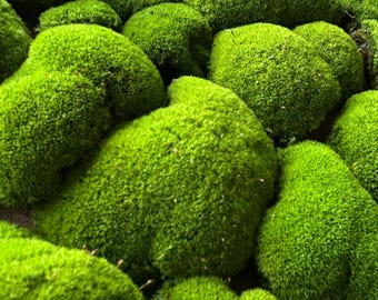 Pincushion Moss: Natural Green Dome Moss for Terrariums