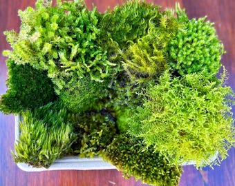Live Mixed Moss Box