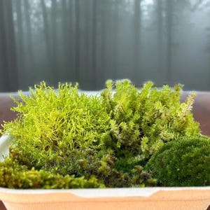 May include: A white square container filled with different types of green moss. The moss varies in colour from bright lime to deep forest green. The background is a blurred view of a forest.