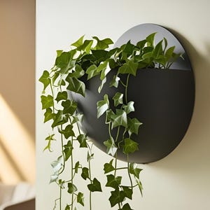 May include: A matte black, semi-circular wall-mounted planter featuring a flat circular backplate. The container holds a trailing green ivy plant with multiple stems cascading downwards over the curved front edge of the dark metal vessel.