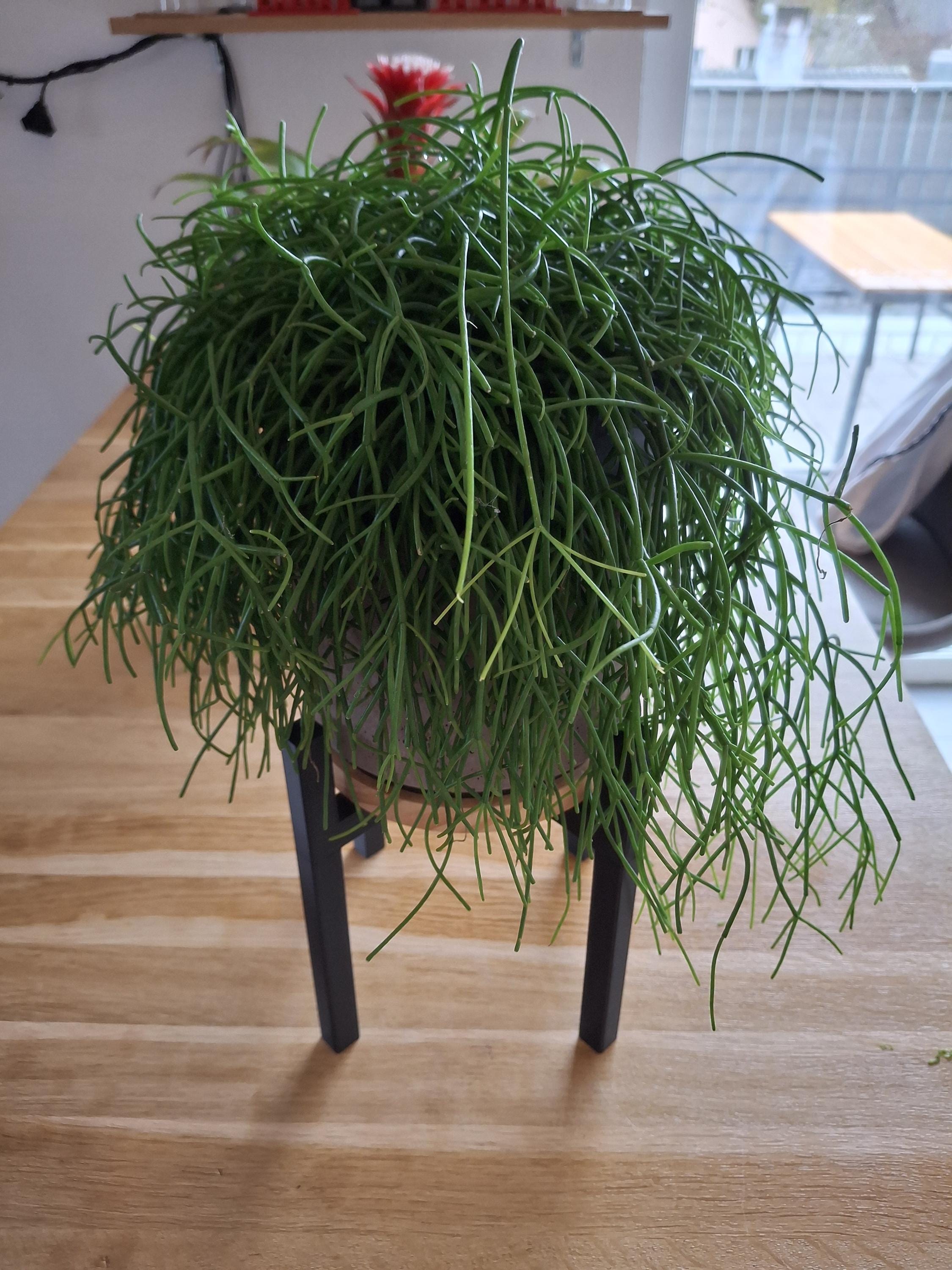 Plant Stand - Modern Minimalist Home Decor, Unique Gift for Her, Perfect Housewarming Present