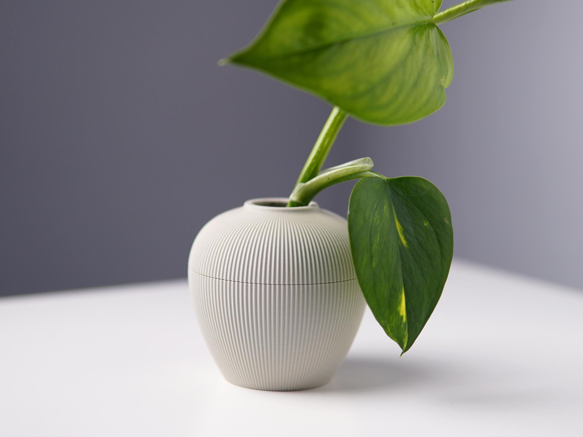 Propagation Vase, Minimalist Hydroponic Plant Holder, 3D Printed