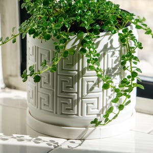May include: A white cylindrical planter with a raised Greek key pattern around the exterior. The planter sits on a matching circular saucer and contains a small, trailing green plant with numerous tiny, rounded leaves spilling over the sides.