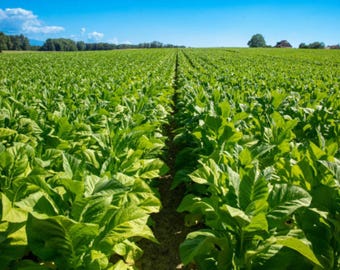 Burley-tabakszaden, 10.000 stuks